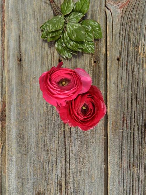 HOT PINK RANUNCULUS